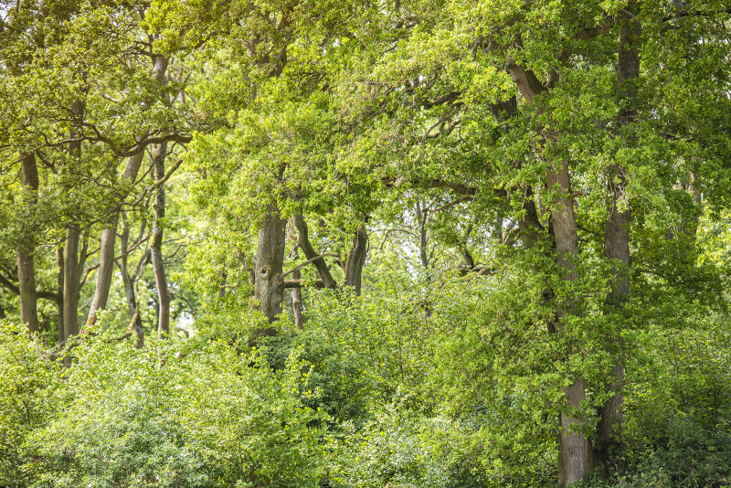 Ibworth Woodlands Important Information About Our Natural Burials ibworth-woodlands-important-information-about-our-natural-burials